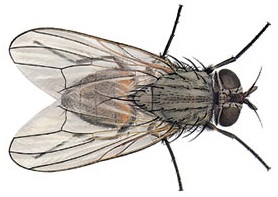 House Fly picture