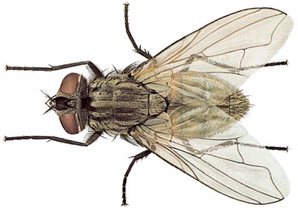 House Fly picture